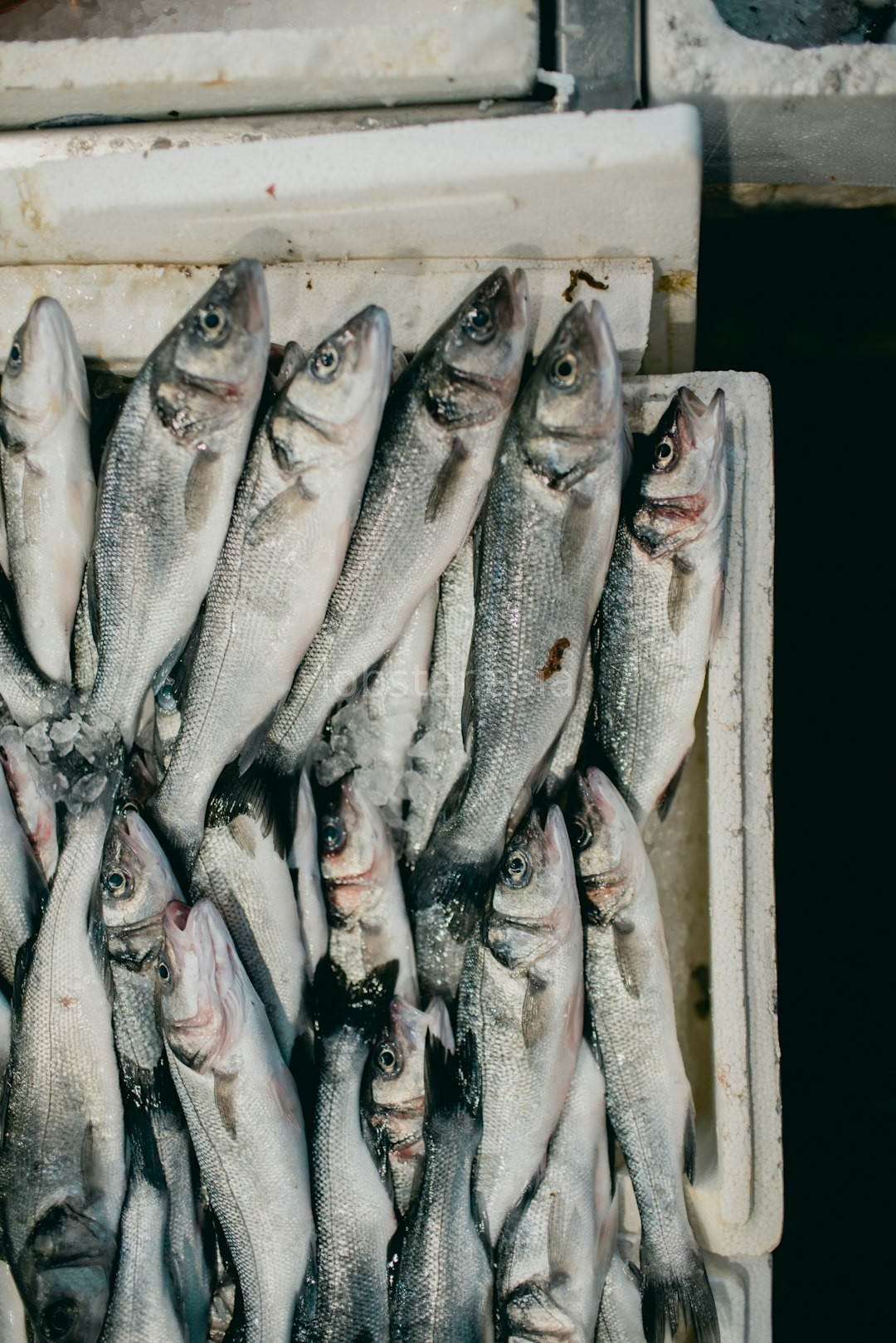 Daily Catch
