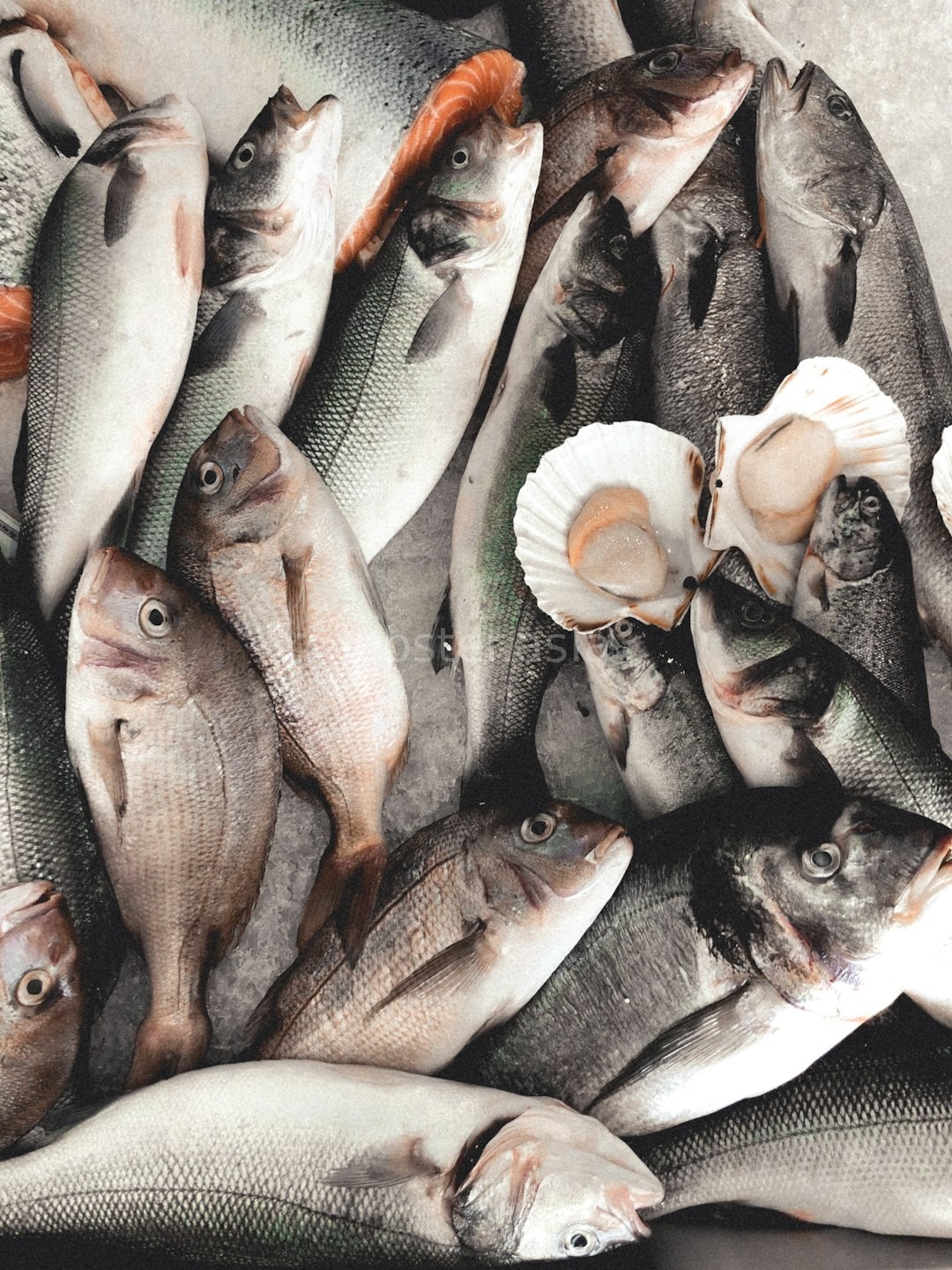 Shellfish